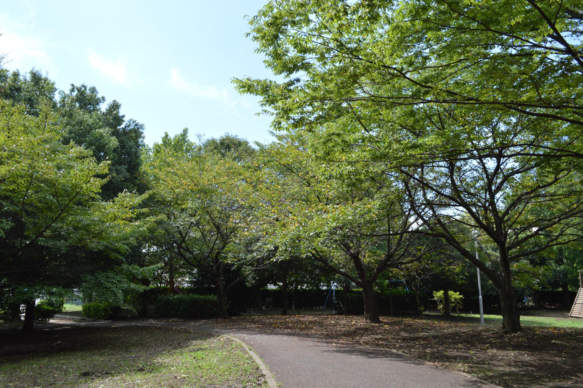 自転車道に沿って並ぶ広葉樹の写真