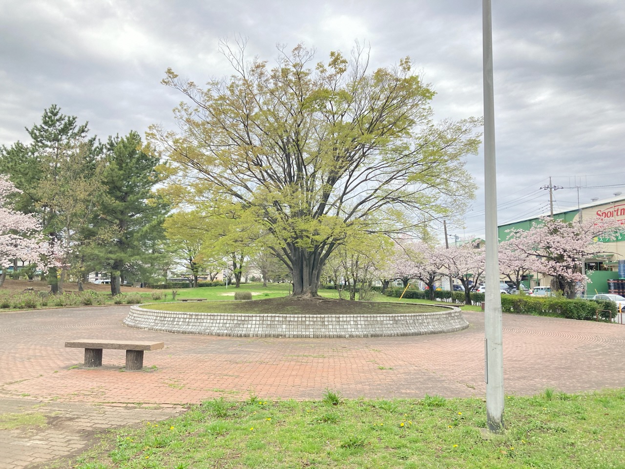 大欅と桜の写真