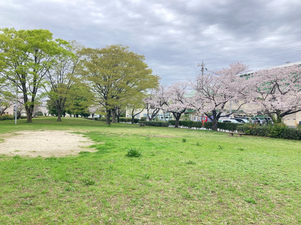 芝生広場と桜の写真