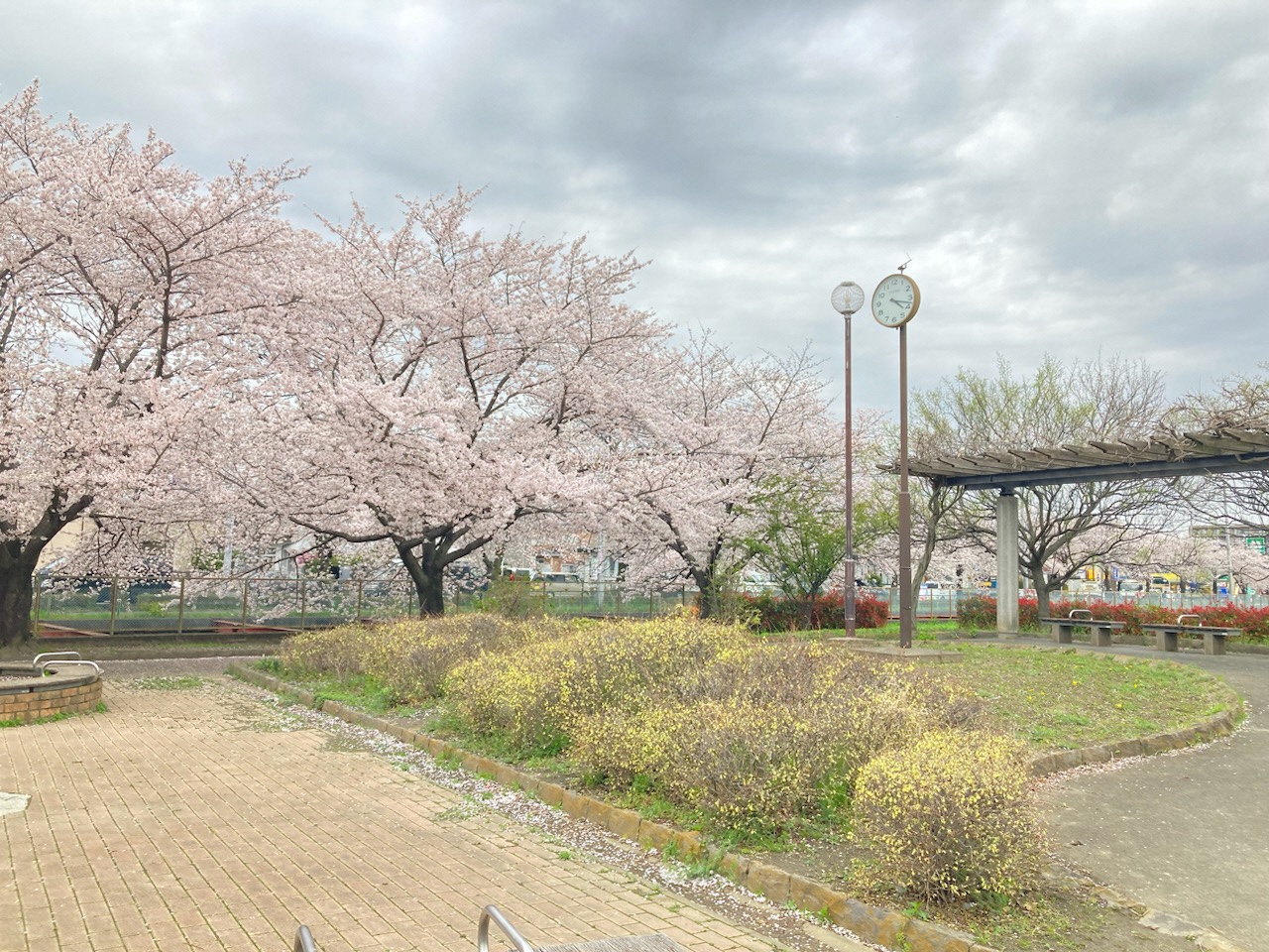 桜と時計の写真