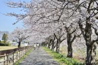 満開の桜並木が続いている写真