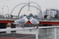 橋を背景にして二対の白い鳥が並んでいる写真