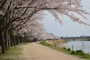 牛島古川公園隣のサクラ並木の写真