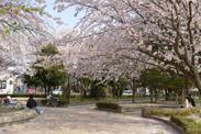 広場を囲むように咲く満開の牛島古川公園のサクラの写真