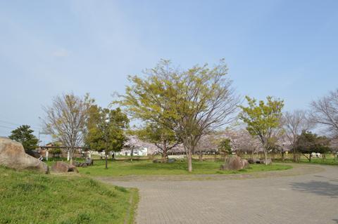 広場の中央に立ち並ぶケヤキの木の写真