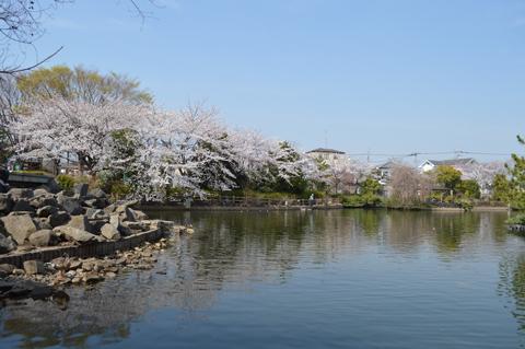 湖面に満開の桜が映る大池親水公園の写真