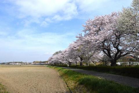 田畑に沿って満開の桜が並ぶ黒沼笠原沼用水路の写真