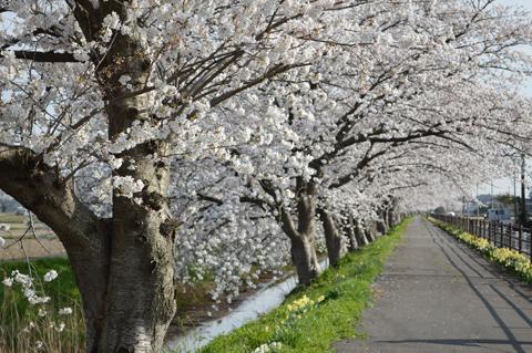 水路が下にあり果てしなく続く土手の桜並木を土手横の道路から写している写真
