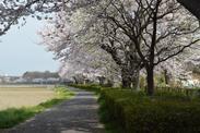 生垣と歩道に沿って咲く桜の写真