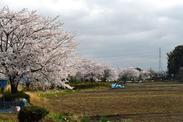 畑沿いに咲く満開の桜の写真