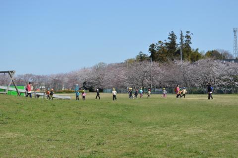 東中野ふれあい公園の満開に咲く桜の写真