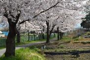 畑の土を覆うように咲く満開の桜の写真
