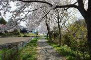 畑沿いに続く歩道に木陰を作る桜の枝の写真