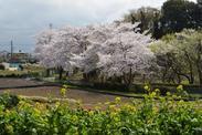 菜の花畑と満開の桜の写真