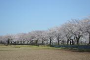 雲一つない空を背景に中央に満開の桜並木が横切る風景を土のグラウンドから写した写真