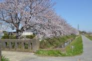左方向には水路を渡る橋が延び、左斜め前から桜並木、水路、道路と果てしなく奥まで続く写真