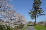 満開の桜並木、水路、道路と左から並んで奥まで続き、道路右横中央には一本大きな松の木が立っている写真