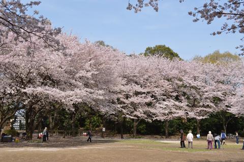 満開の桜の木々に人々が集まっている八幡公園の多目的広場の写真