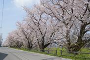 満開の桜並木が道路沿いに続いている写真
