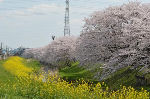 黄色の菜の花畑とピンク色の満開の桜並木が続く古隅田川沿いの写真