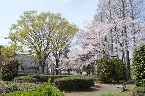新緑と桜のコントラストが鮮やかな南栄町第1近隣公園の写真