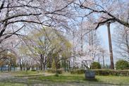 桜の枝がアーチを描くように伸び歩道を彩る写真