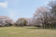 芝生広場を囲むように桜の木が並ぶお花見広場の写真