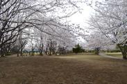 公園内を彩る満開の桜の写真