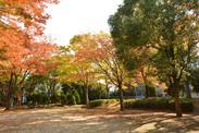 紅葉した木々と、葉が落ちた地面に木の影が伸びている写真