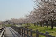 木製の桟橋沿いに咲く桜の木々の写真