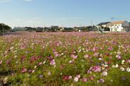 青空の下咲く牛島古川公園第2期のコスモス畑の写真
