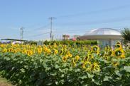 満開のひまわり畑の牛島古川公園第2期とエンゼル・ドームの写真