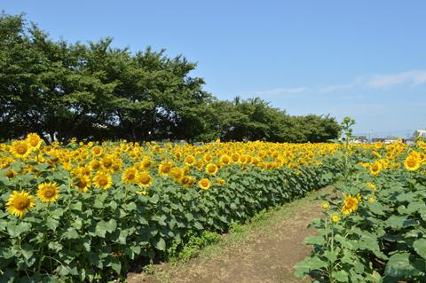 青空の下咲く牛島古川公園第2期のヒマワリ畑の写真
