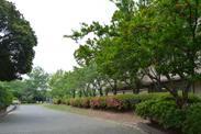 広いアスファルトの道沿いにツツジと広葉樹の並木が並んでいる写真
