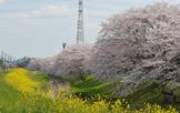 菜の花畑と満開の桜並木が並んで続く写真