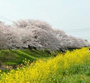 桜を背景に咲く菜の花畑の写真