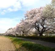 土手に沿って咲く桜並木の写真