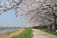 河川敷沿いの満開の桜並木の写真