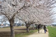 歩道に沿って並ぶ牛島古川公園のサクラ並木の写真