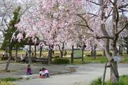 桜の大樹の下で遊ぶ親子の写真