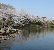 公園の木々や桜を反射して映す池の水面の写真