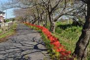 咲き誇るスイセンと葉の落ちた木と道路が奥まで続いている写真