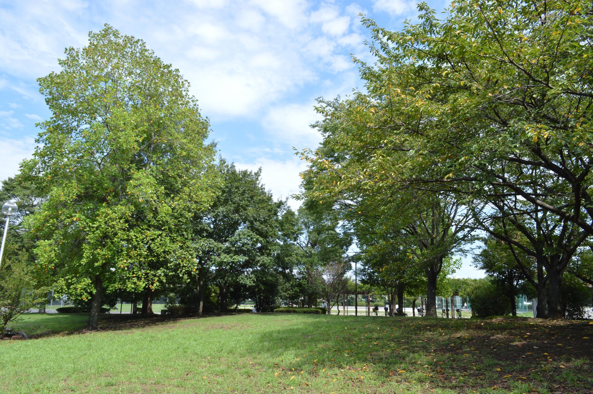 背の高い広葉樹が一面に並ぶ公園の写真