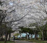 満開の桜が広場いっぱいに広がる牛島古川公園の写真