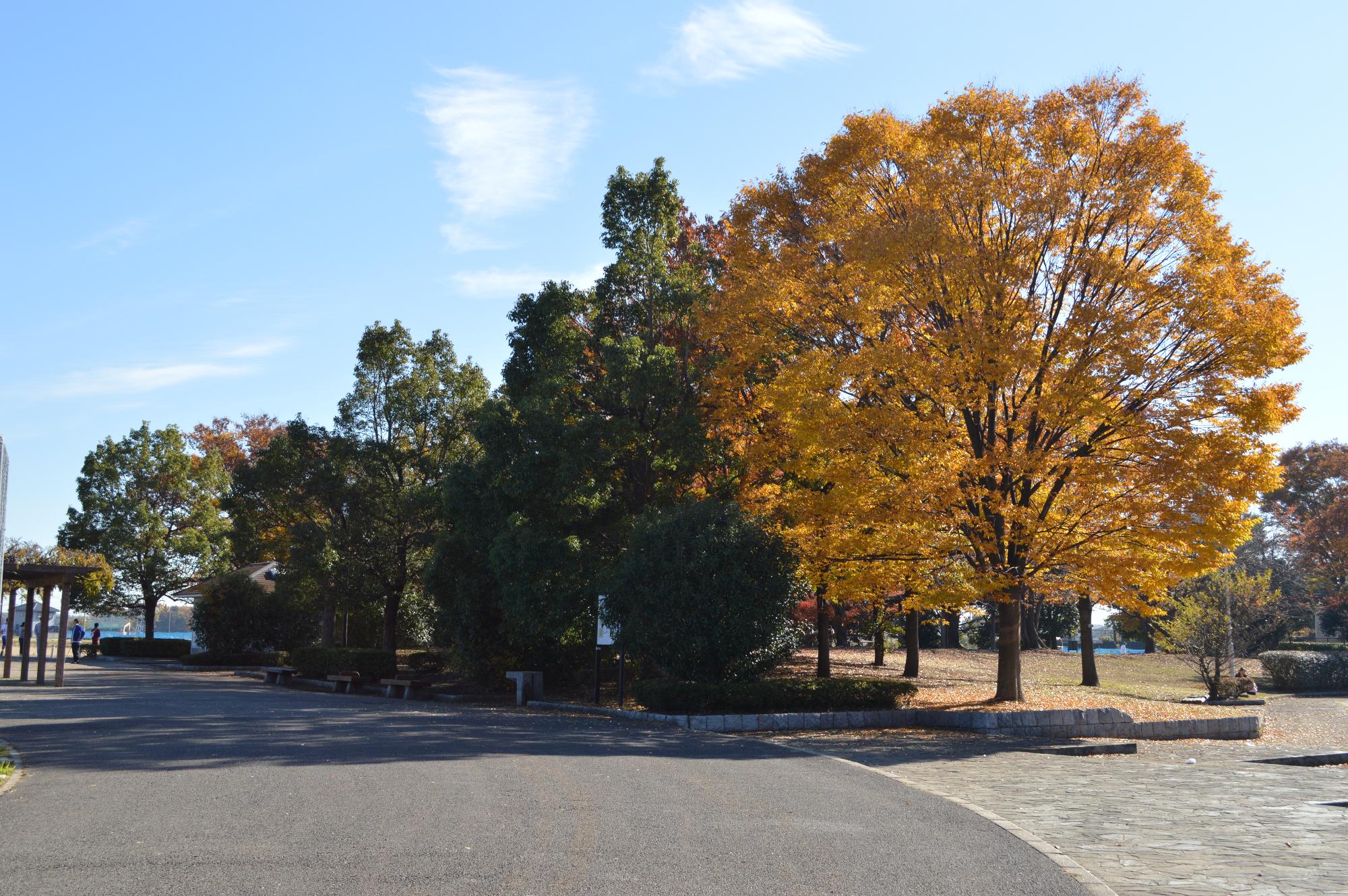 紅葉の黄色に色づく剪定された広葉樹の写真