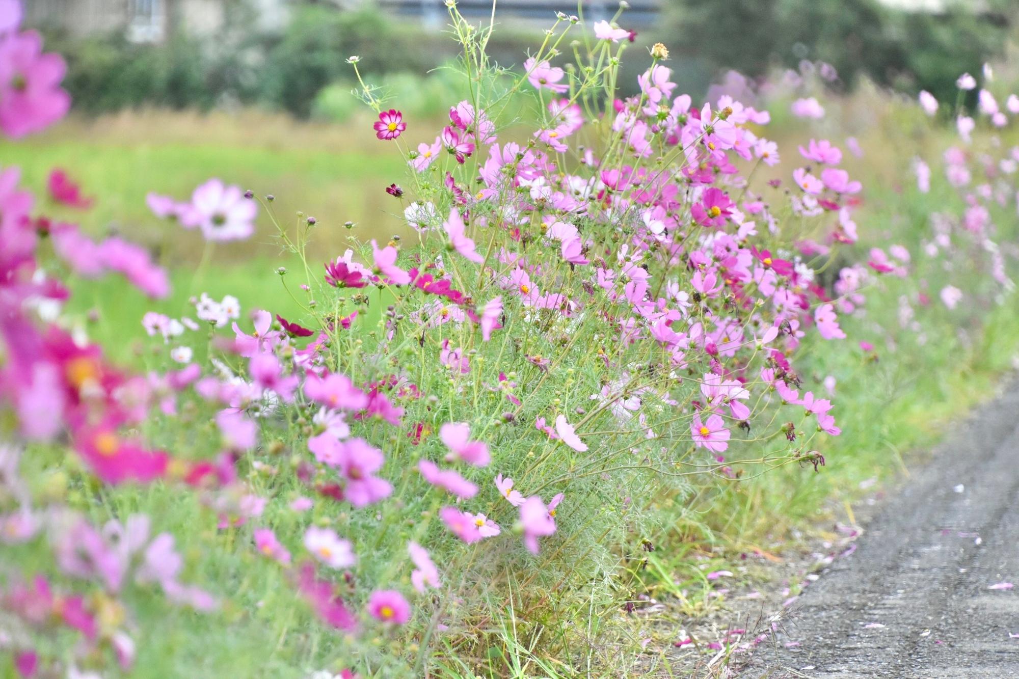 道路沿いのコスモス
