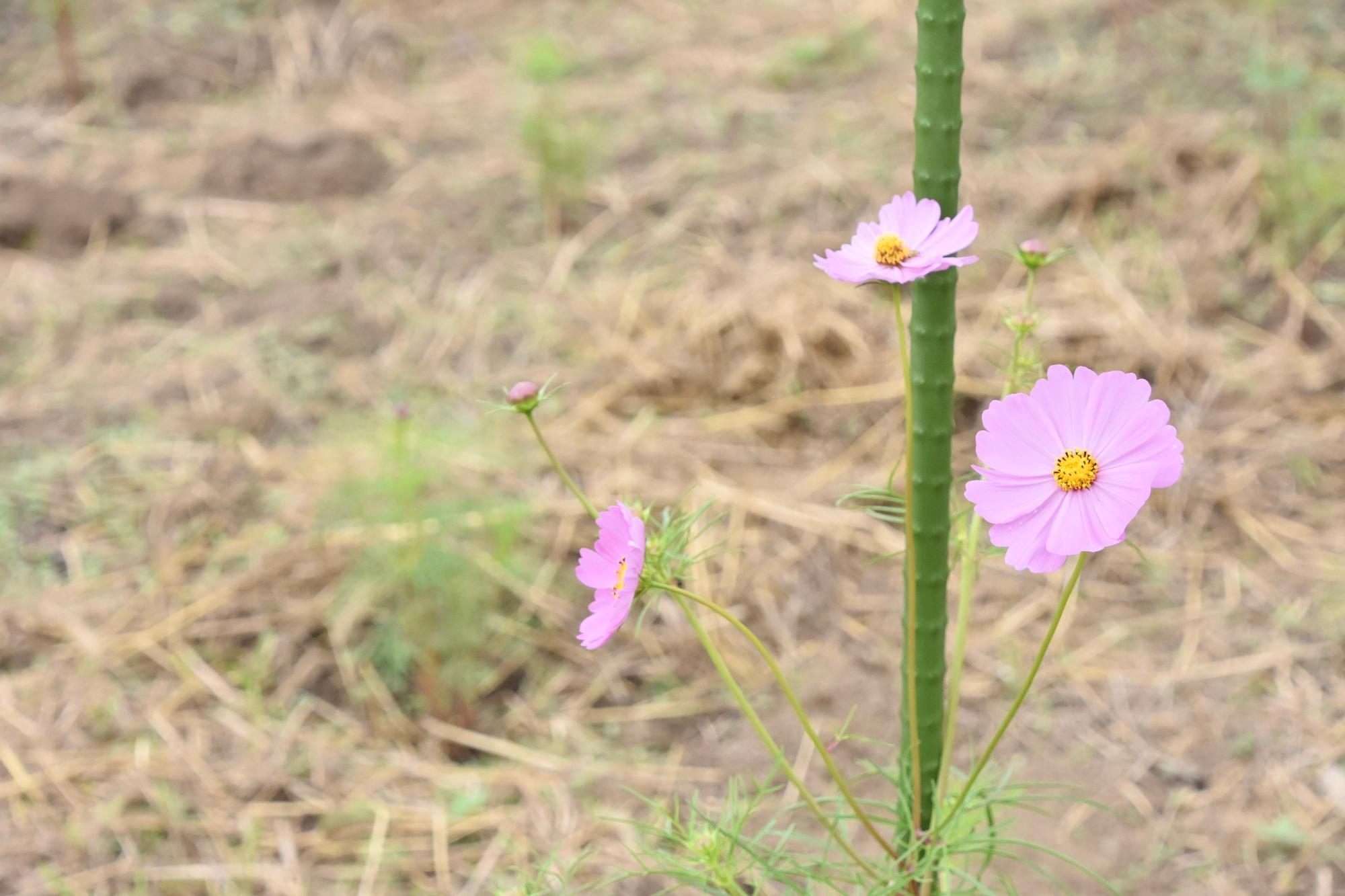 見ごろまではもう少しかかりそうです