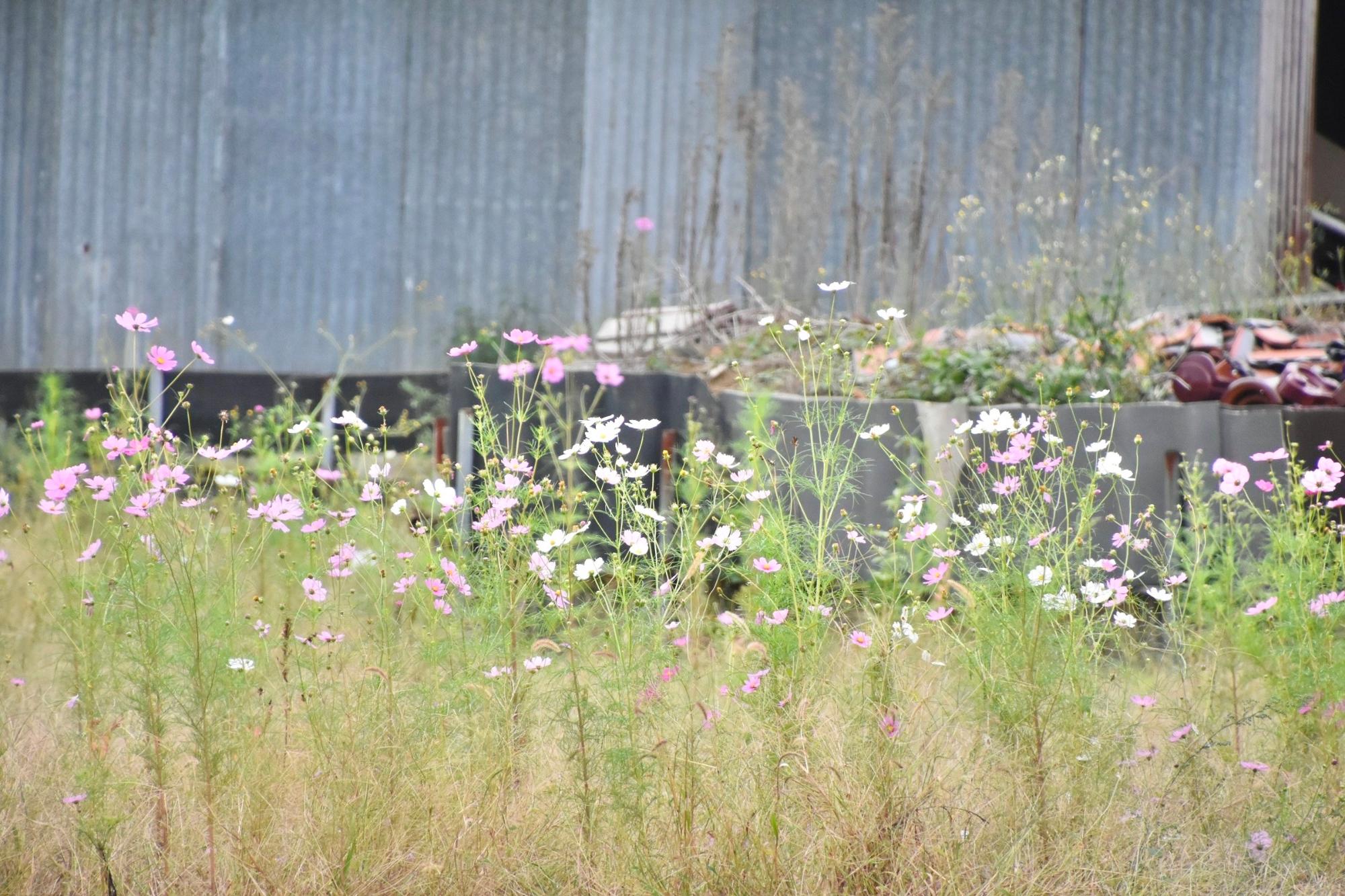 まばらに咲くコスモス