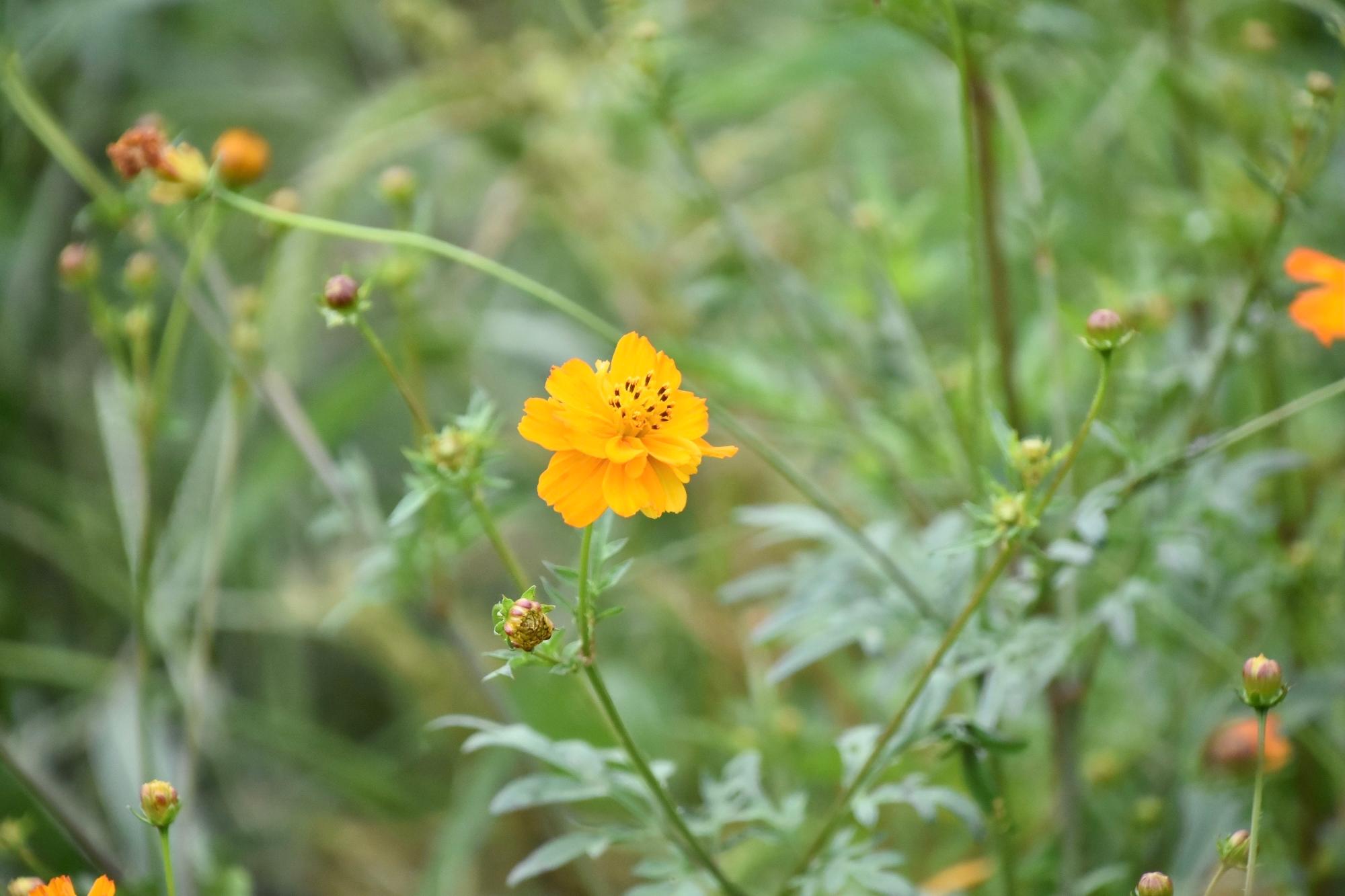 あまり見かけないキバナコスモス