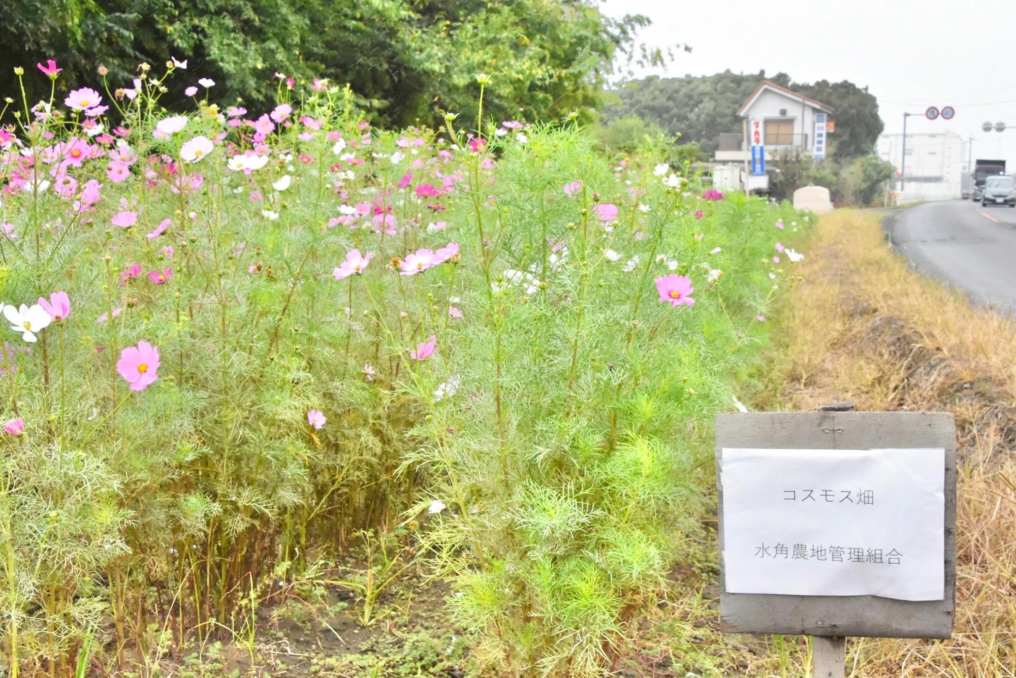 道路沿いのコスモス